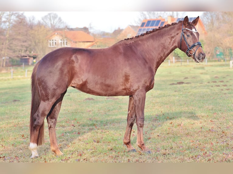 Westfaliano Giumenta 4 Anni 165 cm Sauro scuro in Rheine