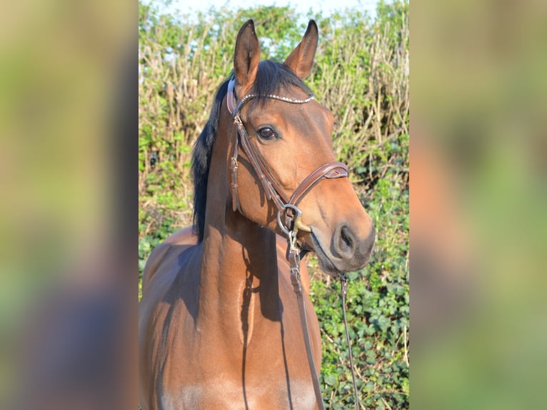Westfaliano Giumenta 4 Anni 166 cm Baio in Bad Sassendorf