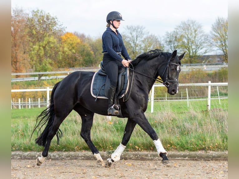 Westfaliano Giumenta 4 Anni 166 cm Baio nero in Heiden