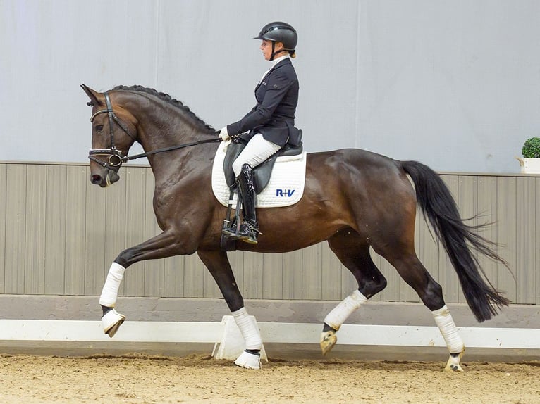Westfaliano Giumenta 4 Anni 166 cm Baio scuro in Mnster-Handorf