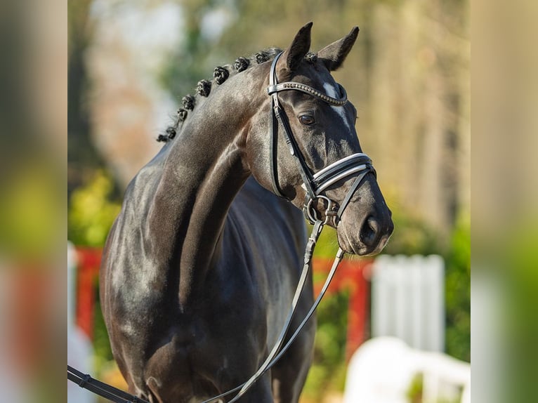 Westfaliano Giumenta 4 Anni 166 cm Baio scuro in Münster-Handorf