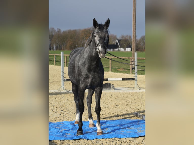 Westfaliano Giumenta 4 Anni 166 cm Grigio ferro in Ennigerloh