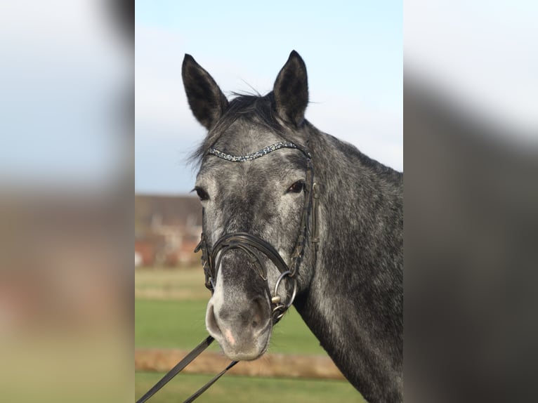 Westfaliano Giumenta 4 Anni 166 cm Grigio ferro in Ennigerloh