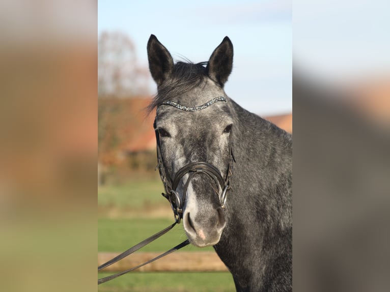 Westfaliano Giumenta 4 Anni 166 cm Grigio ferro in Ennigerloh