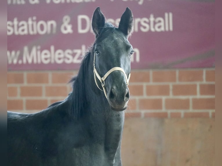 Westfaliano Giumenta 4 Anni 166 cm Morello in Paderborn