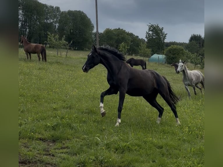 Westfaliano Giumenta 4 Anni 166 cm Morello in Wenden