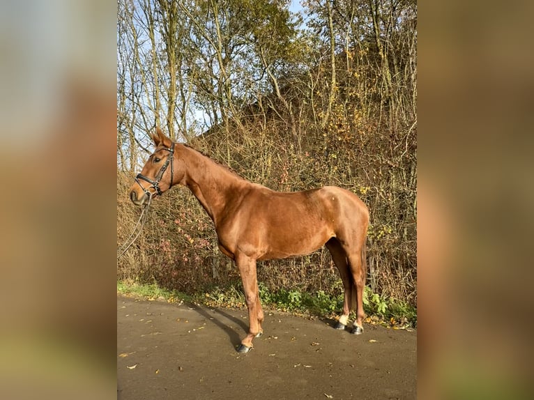 Westfaliano Giumenta 4 Anni 166 cm Sauro in Roeser