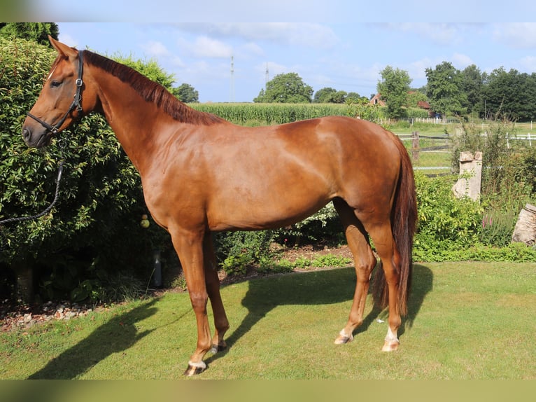 Westfaliano Giumenta 4 Anni 166 cm Sauro in Emsdetten