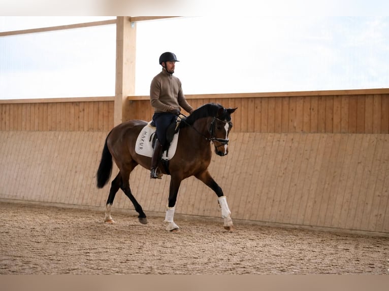 Westfaliano Giumenta 4 Anni 167 cm Baio in FürstenauFürstenau