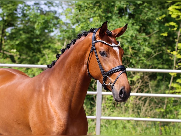 Westfaliano Giumenta 4 Anni 167 cm Baio in Lienen