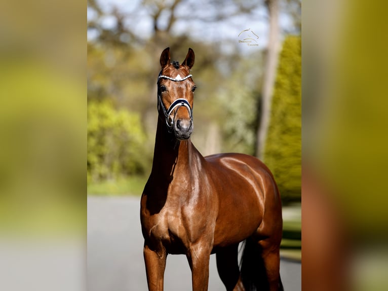 Westfaliano Giumenta 4 Anni 167 cm Baio in Münster