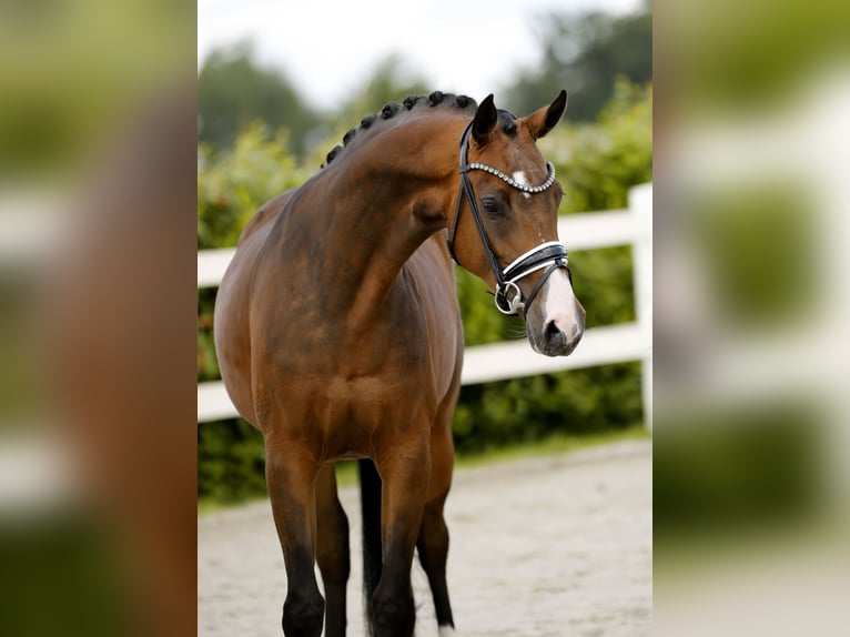 Westfaliano Giumenta 4 Anni 167 cm Baio in Vechta