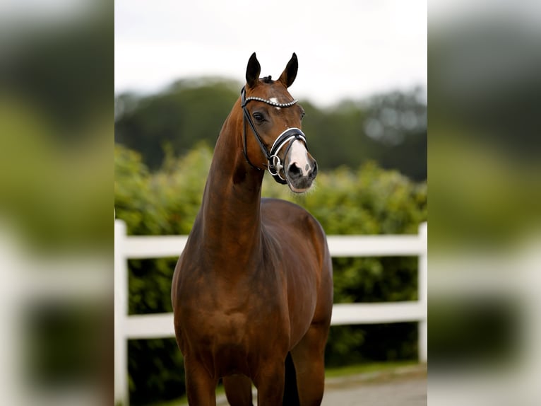 Westfaliano Giumenta 4 Anni 167 cm Baio in Vechta