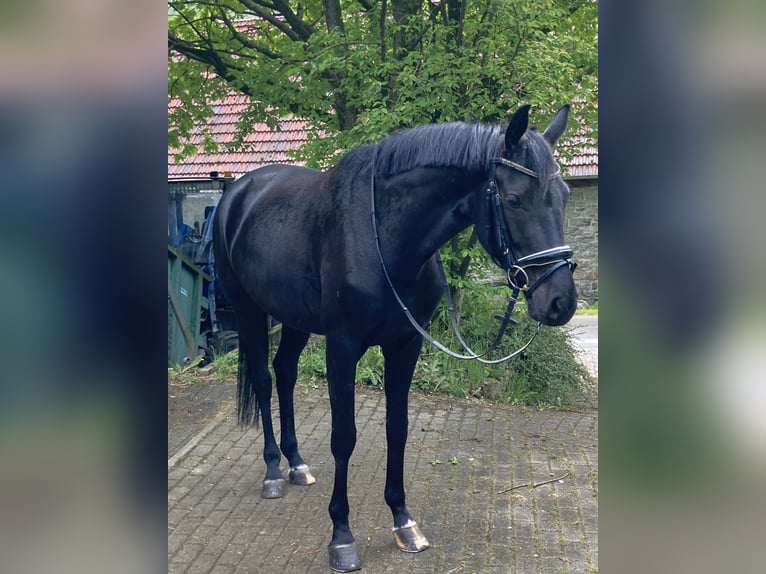 Westfaliano Giumenta 4 Anni 167 cm Baio nero in Balve