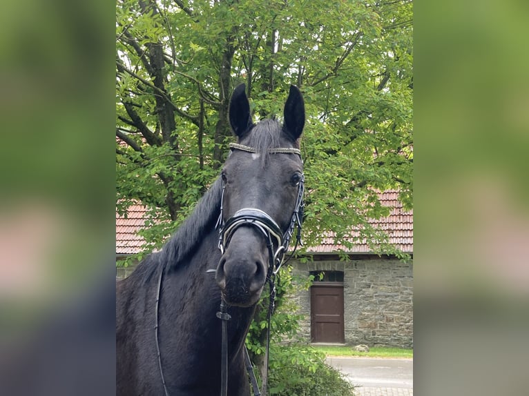 Westfaliano Giumenta 4 Anni 167 cm Baio nero in Balve