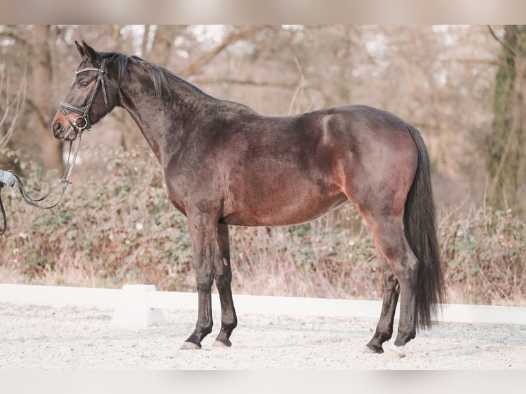 Westfaliano Giumenta 4 Anni 167 cm Baio scuro in Sankt Augustin