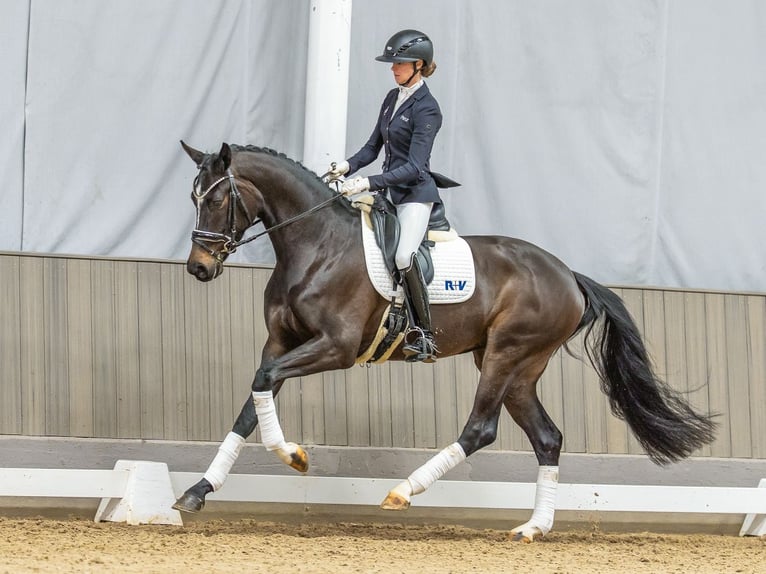 Westfaliano Giumenta 4 Anni 167 cm Baio scuro in Münster-Handorf