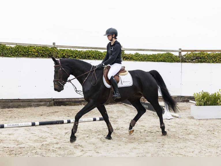 Westfaliano Giumenta 4 Anni 167 cm  in Waddinxveen