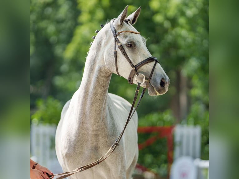 Westfaliano Giumenta 4 Anni 167 cm Grigio in Münster