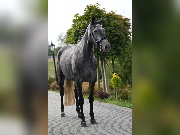 Westfaliano Giumenta 4 Anni 167 cm Grigio pezzato in Wysin