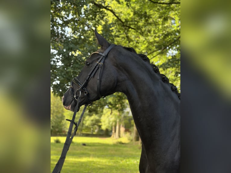 Westfaliano Giumenta 4 Anni 167 cm Morello in Wenden