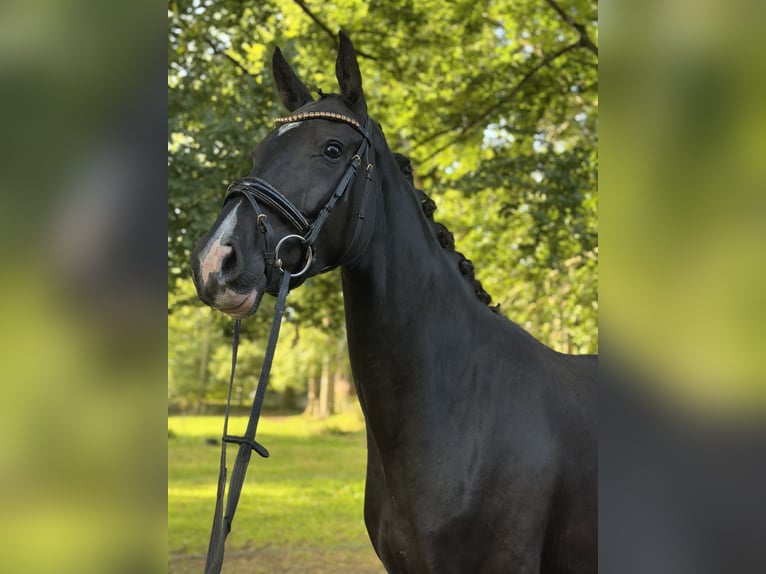 Westfaliano Giumenta 4 Anni 167 cm Morello in Wenden