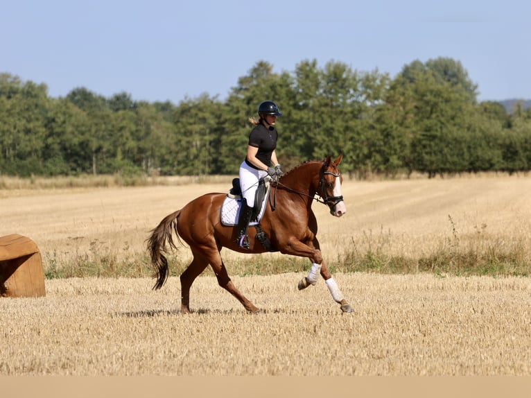 Westfaliano Giumenta 4 Anni 167 cm Sauro in Reken