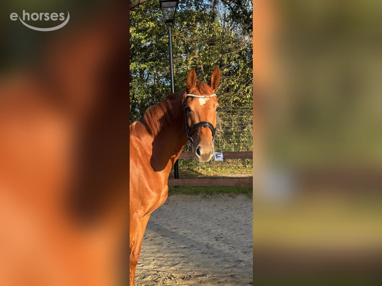 Westfaliano Giumenta 4 Anni 167 cm Sauro in Nettersheim