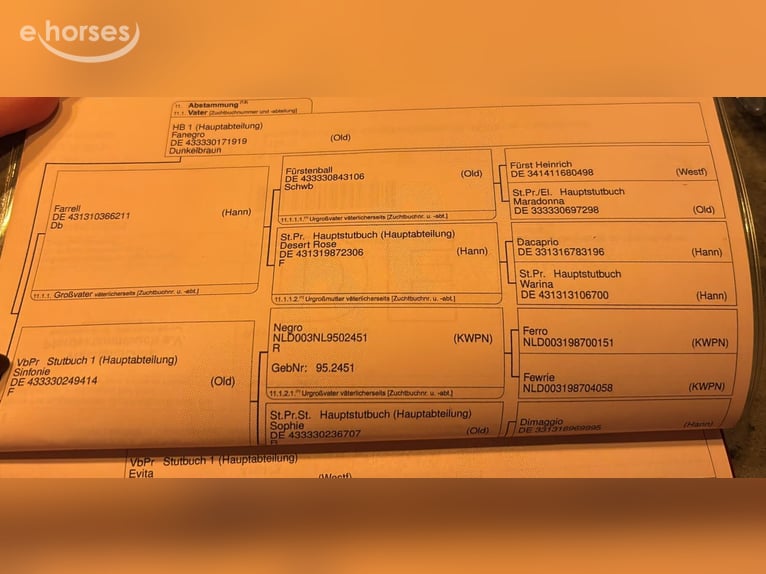 Westfaliano Giumenta 4 Anni 167 cm Sauro in Nettersheim