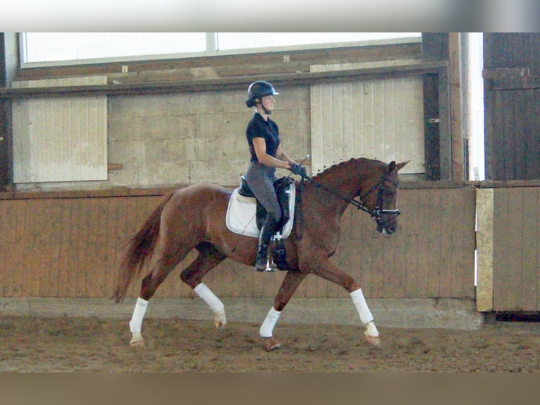 Westfaliano Giumenta 4 Anni 167 cm Sauro in Iserlohn