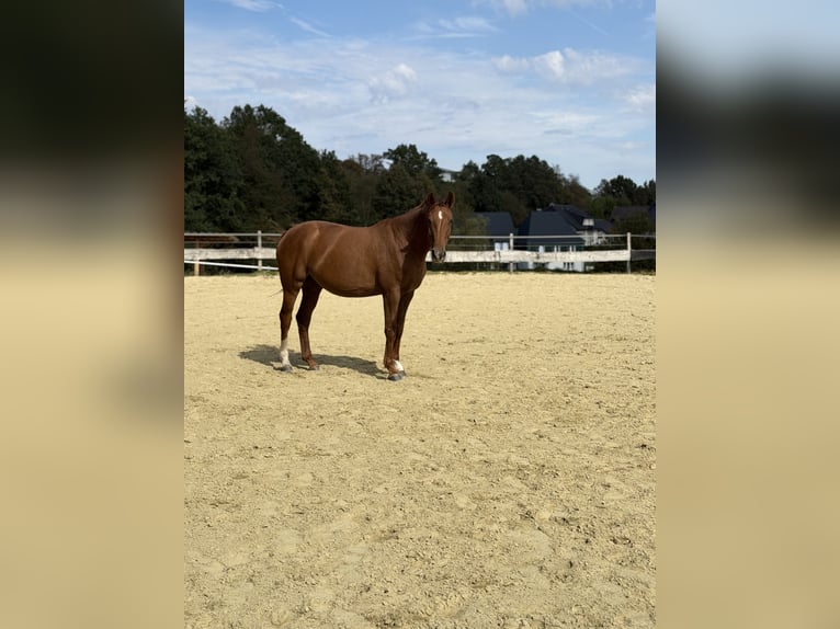 Westfaliano Giumenta 4 Anni 167 cm Sauro in Wenden
