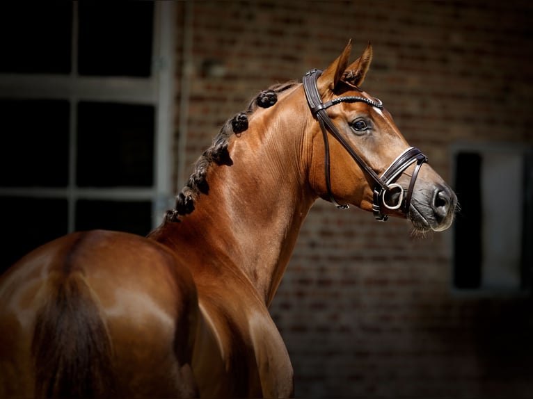 Westfaliano Giumenta 4 Anni 167 cm Sauro scuro in Herford