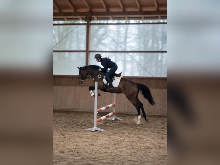 Westfaliano Giumenta 4 Anni 168 cm Baio in Fürstenau