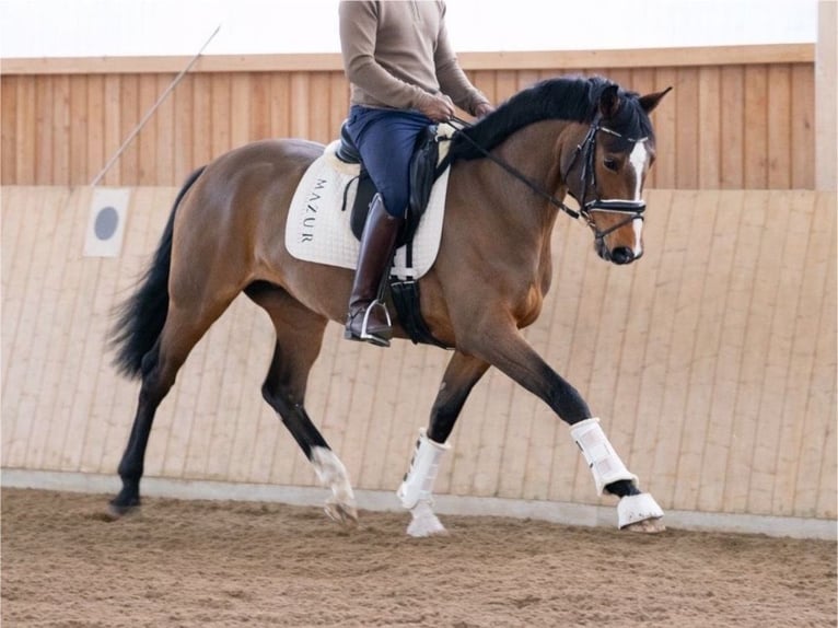 Westfaliano Giumenta 4 Anni 168 cm Baio in Fürstenau