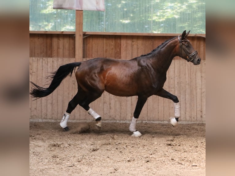 Westfaliano Giumenta 4 Anni 168 cm Baio in Fürstenau