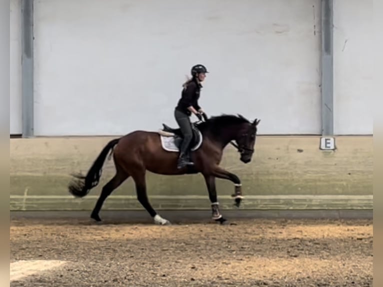 Westfaliano Giumenta 4 Anni 168 cm Baio in Salzkotten