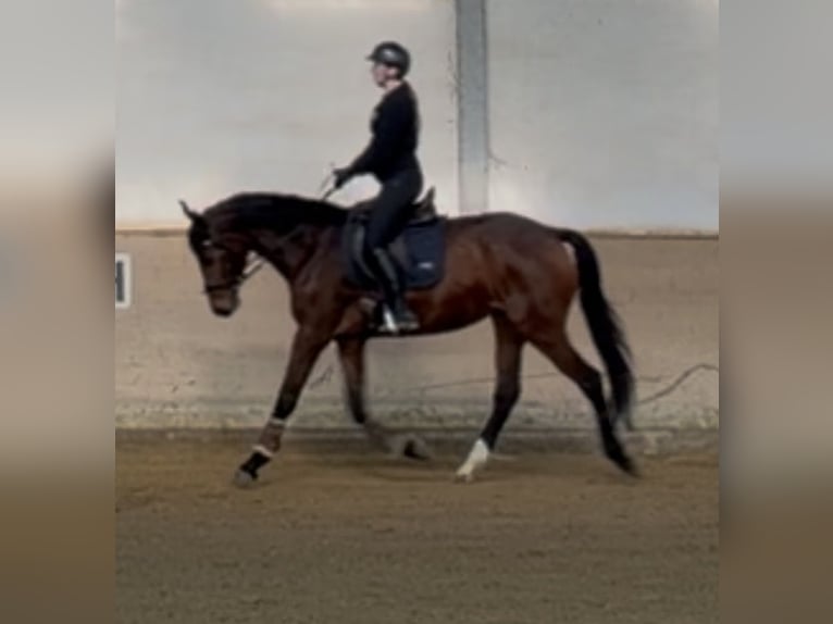 Westfaliano Giumenta 4 Anni 168 cm Baio in Salzkotten