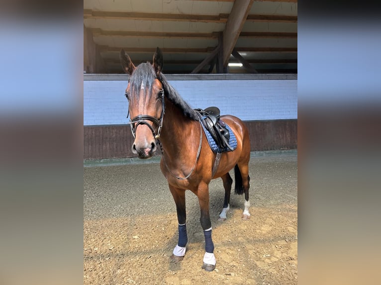 Westfaliano Giumenta 4 Anni 168 cm Baio in Ahaus