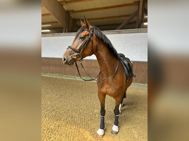 Westfaliano Giumenta 4 Anni 168 cm Baio in Ahaus