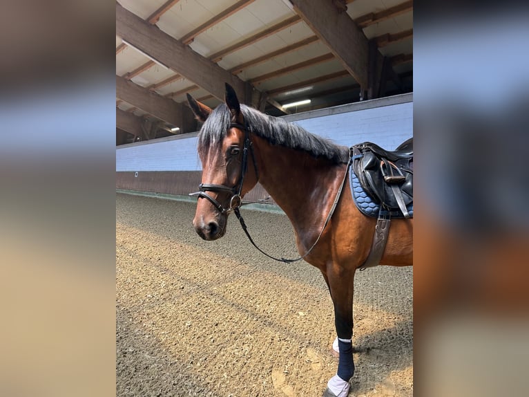 Westfaliano Giumenta 4 Anni 168 cm Baio in Ahaus