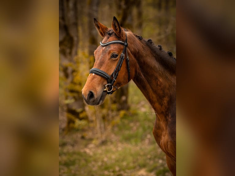 Westfaliano Giumenta 4 Anni 168 cm Baio in Siegen