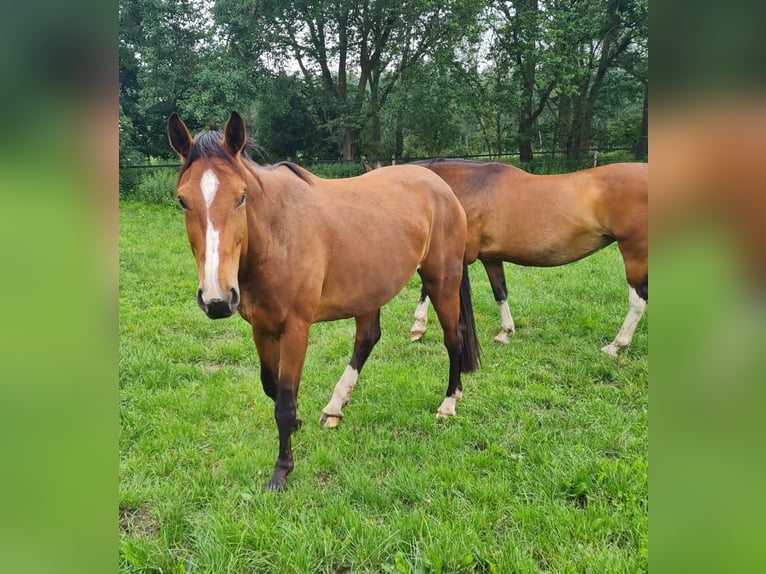 Westfaliano Giumenta 4 Anni 168 cm Baio in Herzlake