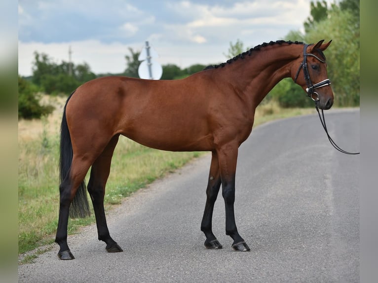 Westfaliano Giumenta 4 Anni 168 cm Baio ciliegia in Balatonfüred