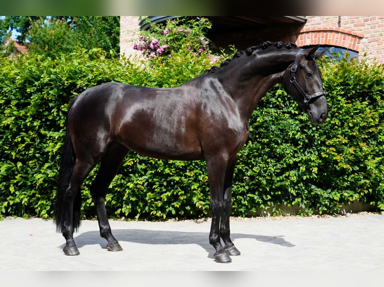 Westfaliano Giumenta 4 Anni 168 cm Baio nero in Berlin