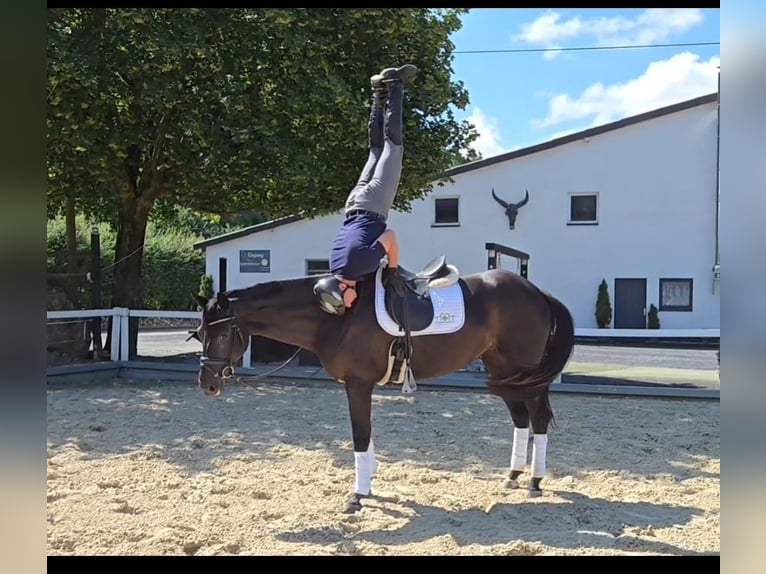 Westfaliano Giumenta 4 Anni 168 cm Baio nero in Marsberg
