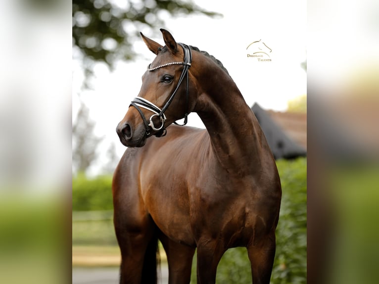 Westfaliano Giumenta 4 Anni 168 cm Baio nero in Vechta