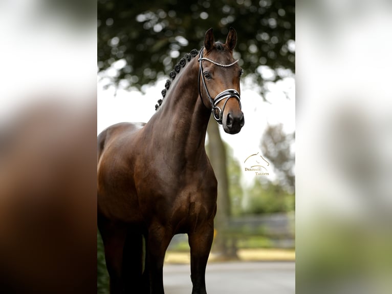 Westfaliano Giumenta 4 Anni 168 cm Baio nero in Vechta
