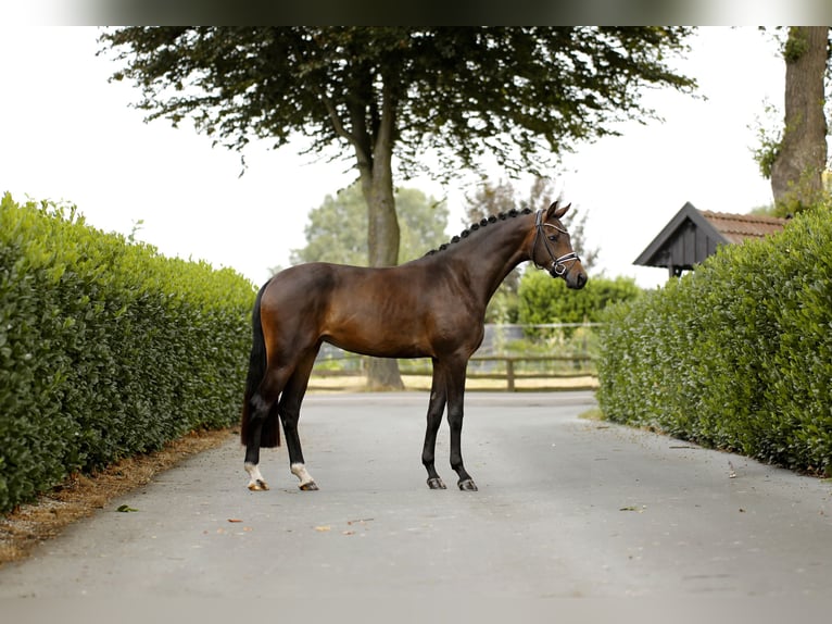 Westfaliano Giumenta 4 Anni 168 cm Baio nero in Vechta