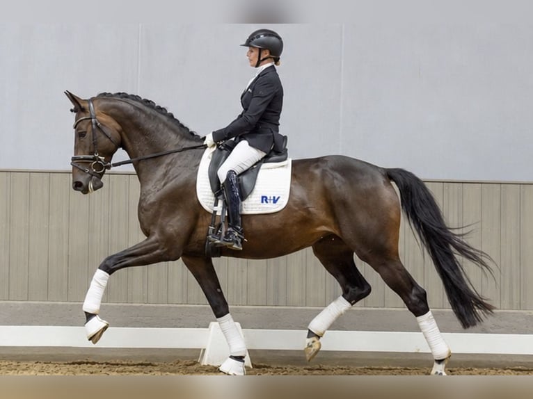 Westfaliano Giumenta 4 Anni 168 cm Baio scuro in Altenberge