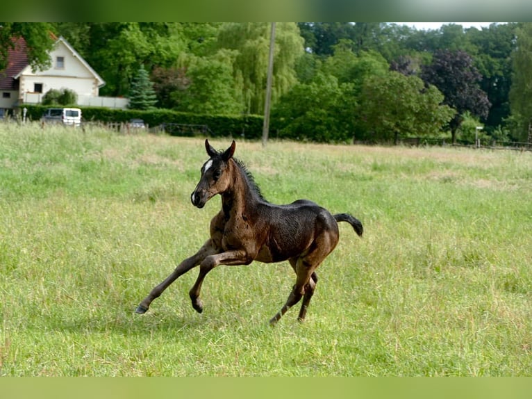 Westfaliano Giumenta 4 Anni 168 cm Morello in Versmold